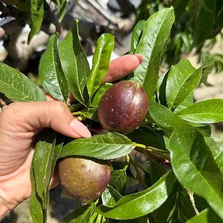 Casa vacanze Safari House With Fireplace *