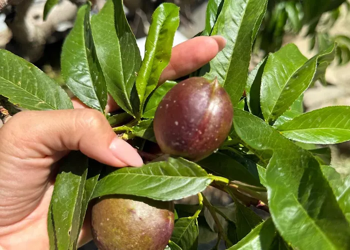 Prázdninový dům Safari House With Fireplace *